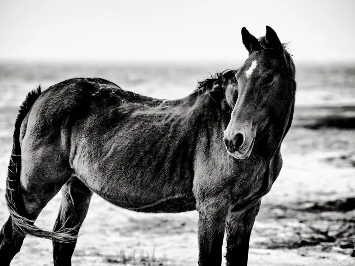 Stallion Alert