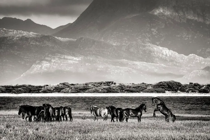 Stallion Keeping Order In The Herd