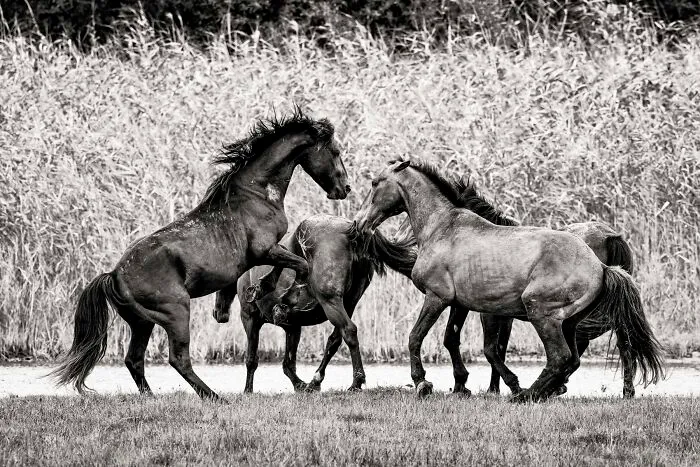 Stallion Rearing