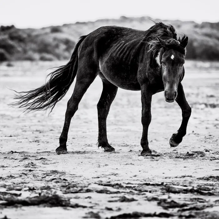 Stallion Snaking