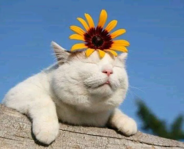 I Collected 8 Funny Photos Of Cats Chilling In The Summer