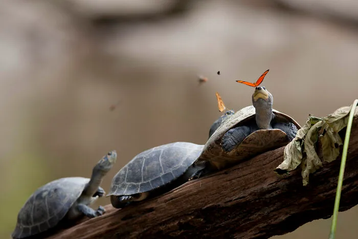 Two Julia Butterflies (Dryas Iulia) Drinking The Tears Of Turtles In Ecuador By Ministerio Turismo Ecuador