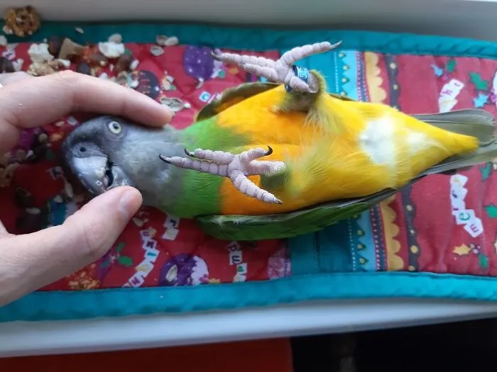 This Sweet Senegal Parrot. Got Me Out Of Depression And Cheers Up My Life Every Day