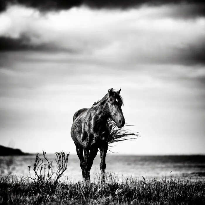 Windswept Stallion