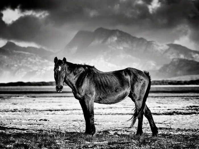 Wild Mare In The Mountains