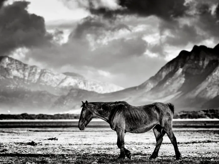 Wild Mare Walking