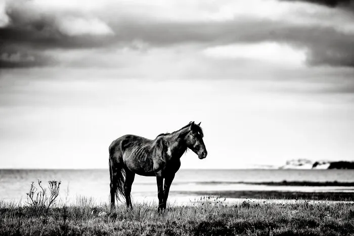 Wild Stallion By The Coast