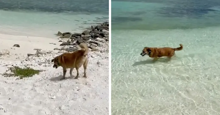 TikToker Gets Airbnb With Adorable Deaf and Blind Dog Who Guides Guests To The Beach