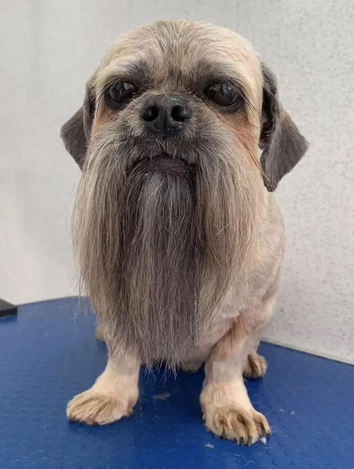 He Looks Like He's Ready To Teach Some Kung Fu