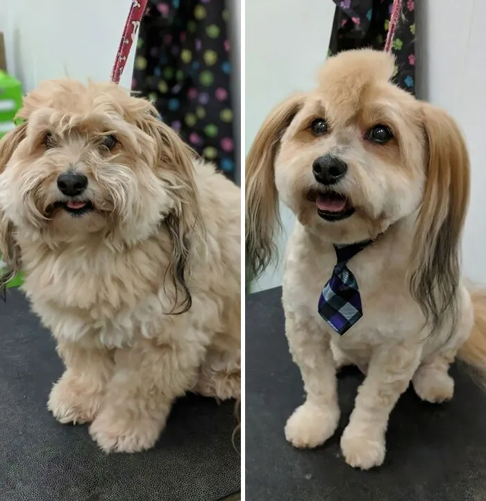 Chico The Rock Star, Before And After