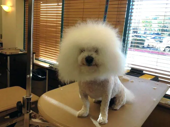 Forgot About This Photo From 11 Years Ago. Yes, This Was The Requested Cut. Dog's Name Was Cutie