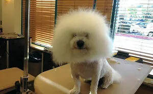 50 Pet Haircuts That, For Better Or Worse, Completely Transformed Their Look (New Pics)