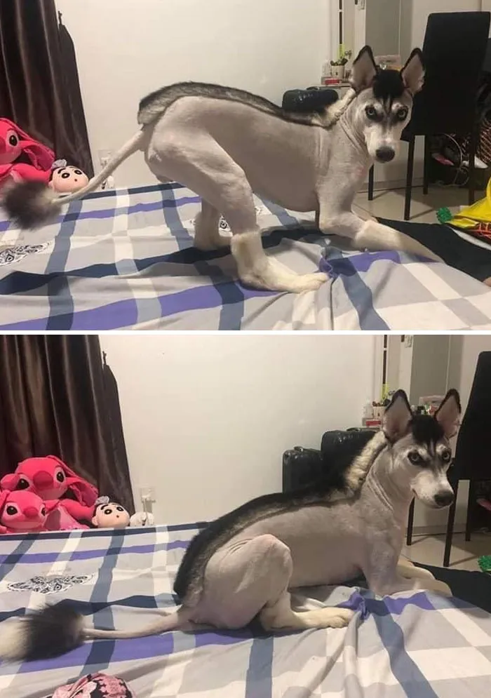 Thank You Pet Groomer