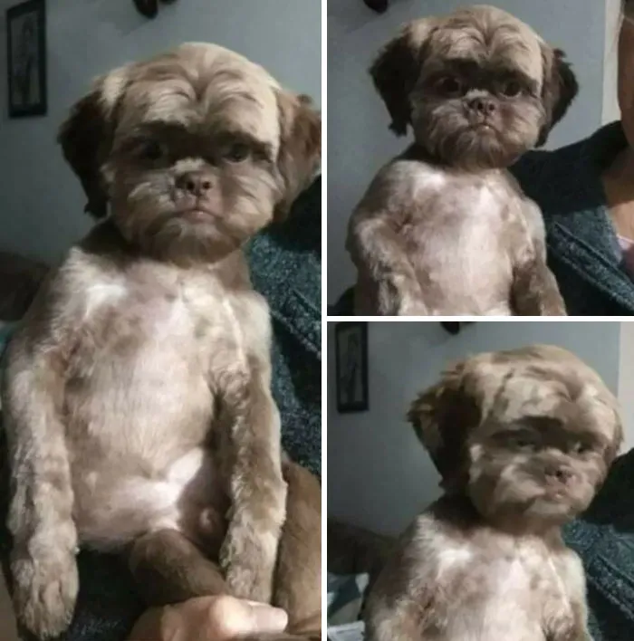 Took The Dog To The Groomer. I Don't Know To Feel Sorry Or Happy For Him