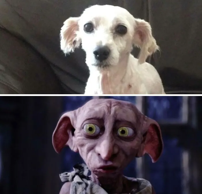 When My Dog Comes Home From The Groomers