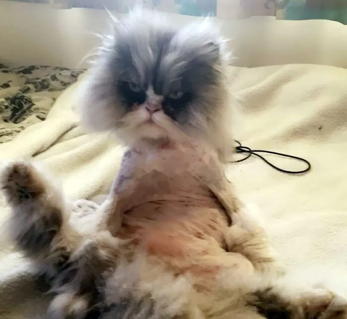 My Cat Has Also Just Got Back From The Groomers, But I Am Not Laughing I'll Be Sleeping With One Eye Open Tonight