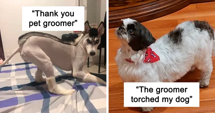 50 Pet Haircuts That, For Better Or Worse, Completely Transformed Their Look (New Pics)
