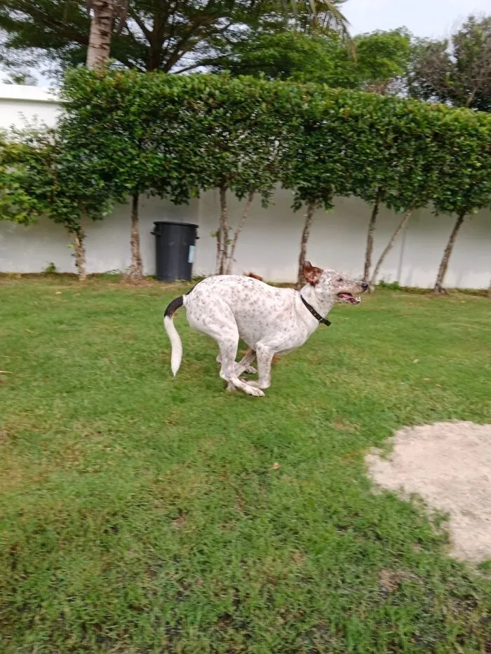 Big Zoom