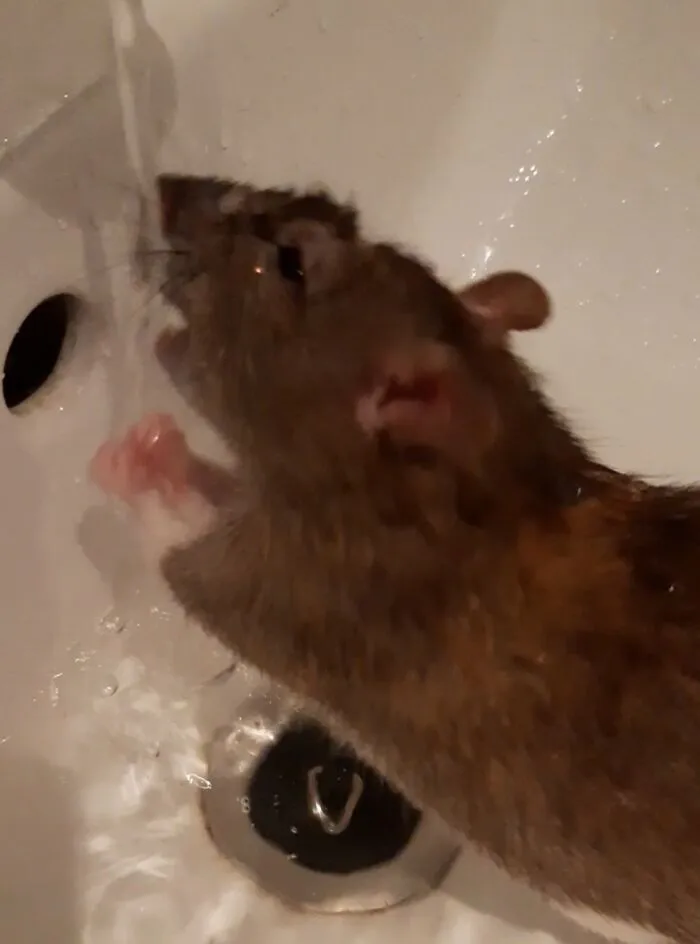 She Wanted To See The Sink And I Took A Photo At The Exact Moment She Tried To Bite The Water