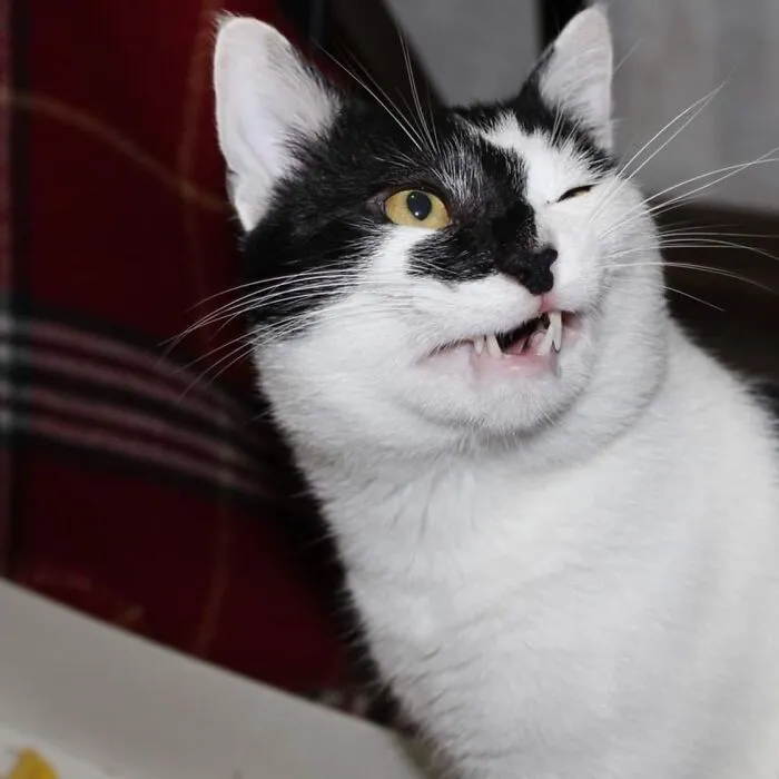 Say What? No More Treats?