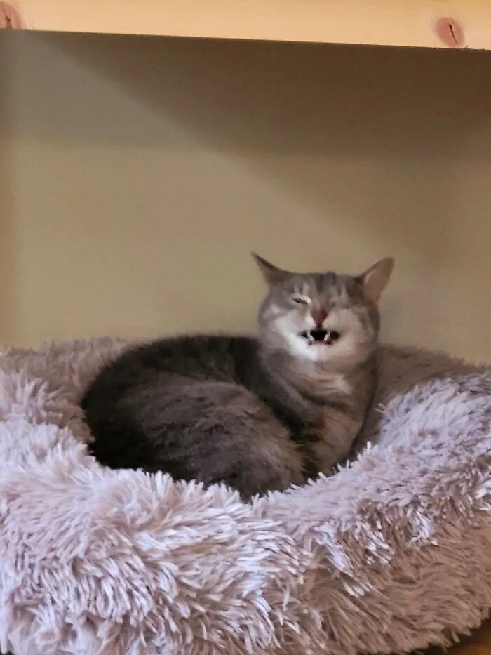 I Love How My Cat Looks Like She's Laughing
