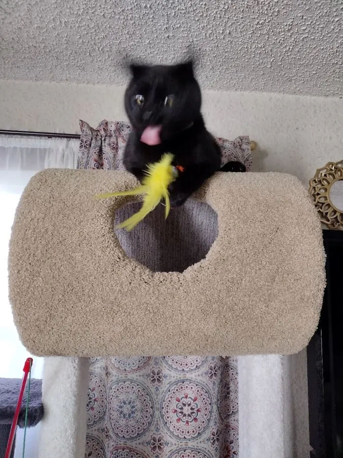 Smudge Goes Full Derp Mode