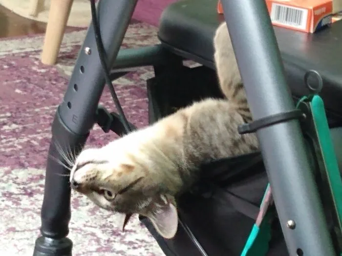 Audi Peeking Out Of My Walker Basket