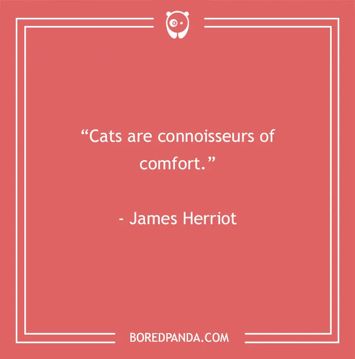 105 Cat Quotes Every Feline Fan Will Like