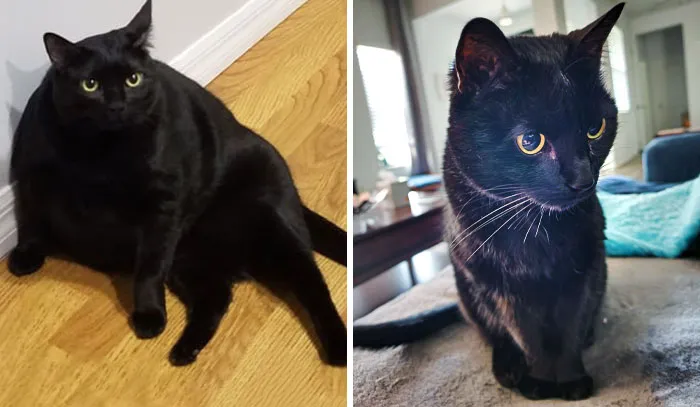 Ash's Weight Loss Journey
