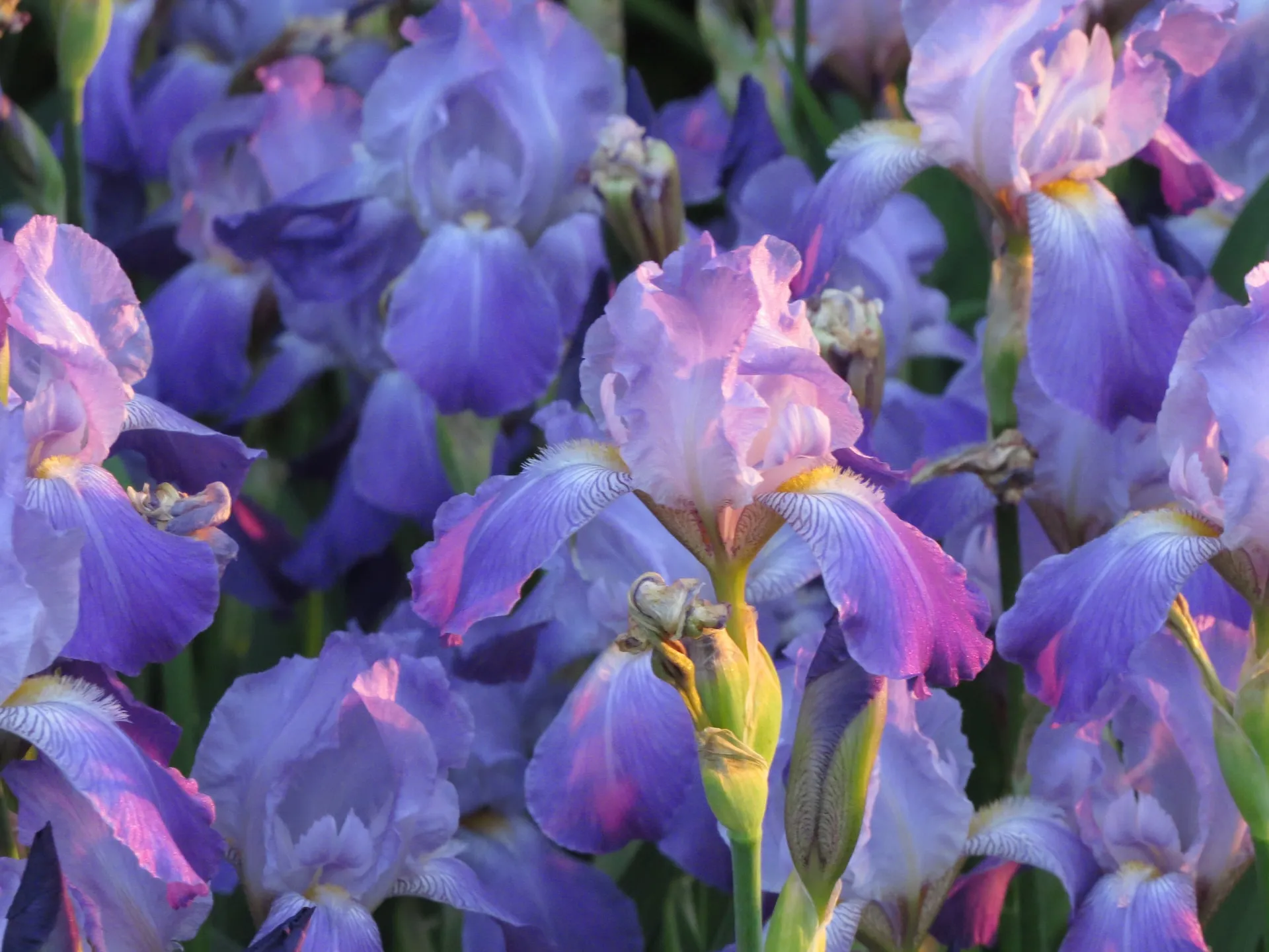 Floral Treasures Of Ireland: Exploring Native Irish Flowers