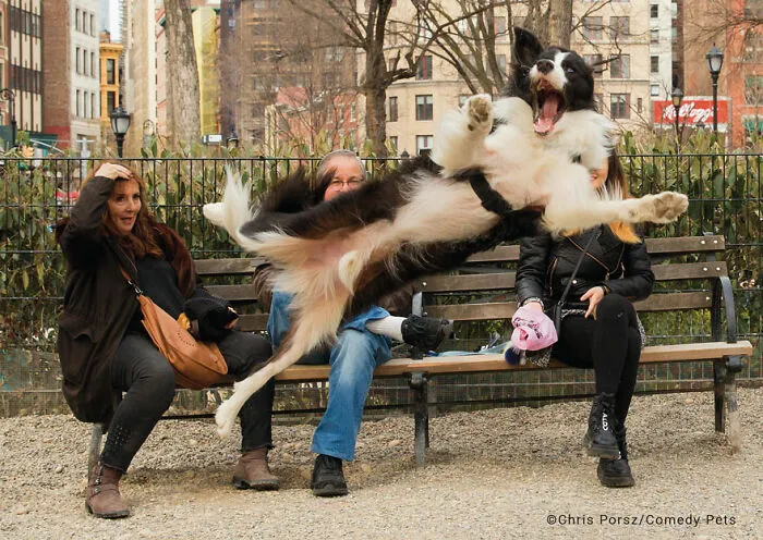 'Barking' By Chris Porsz