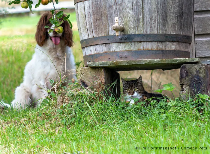 'The 498th Round Of Hide And Seek' By Kim Horstmanshof