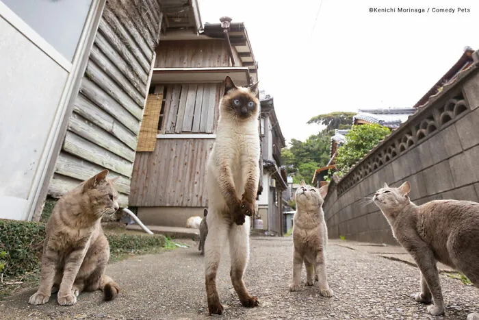 'Football Free Kick' By Kenichi Morinaga