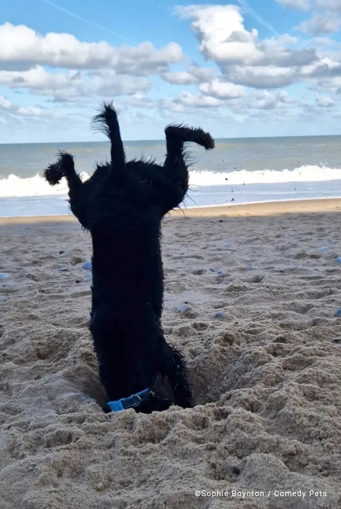 'When Digging Gets Serious' By Sophie Boynton