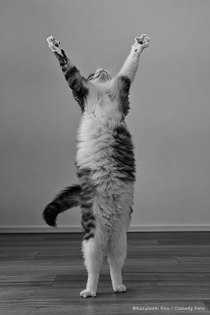 'Victory' By Kazutoshi Ono