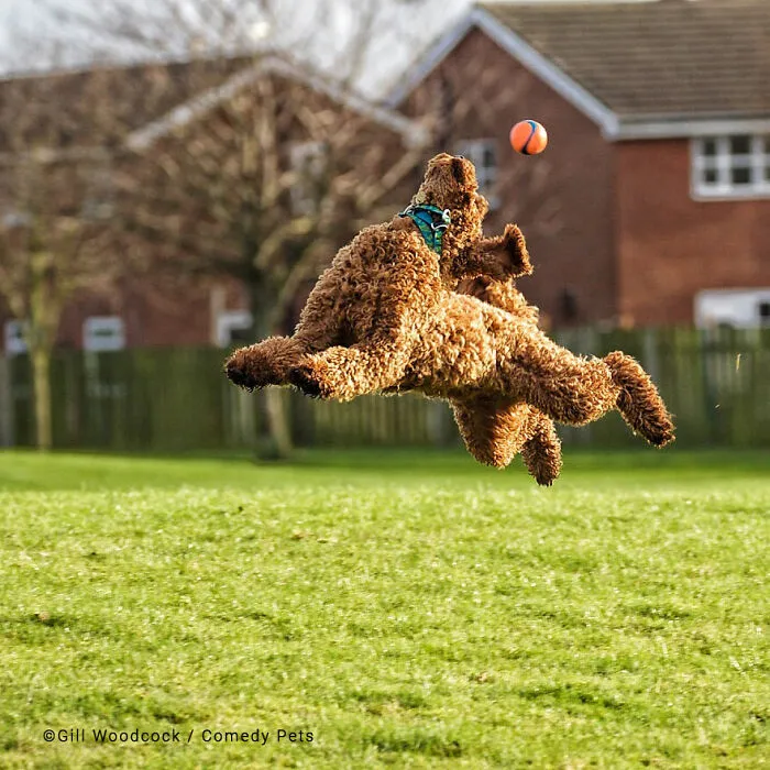 'Keep Your Eye On The Ball' By Gill Woodcock