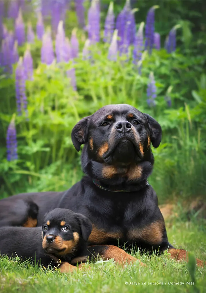 'Little Daisy And Her Big Future' By Darya Zelentsova