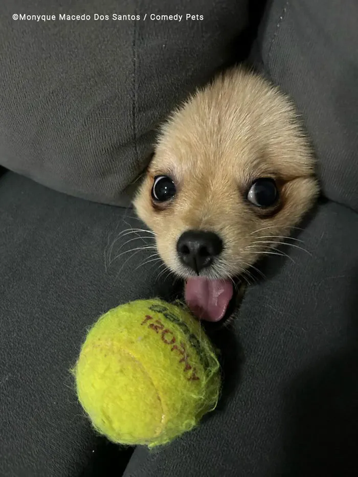 'Is It A Seal Or A Dog' By Monyque Macedo Dos Santos