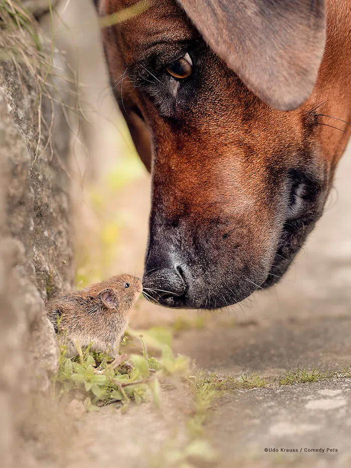 'Who Are You?' By Udo Krauss