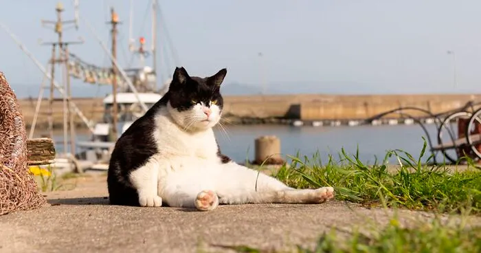 24 Finalists From The Comedy Pet Awards 2023 That Made People Crack Up