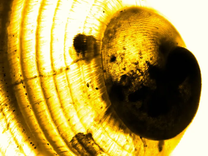 Shell