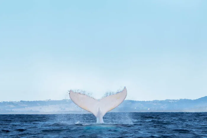 Migaloo Takes A Dive