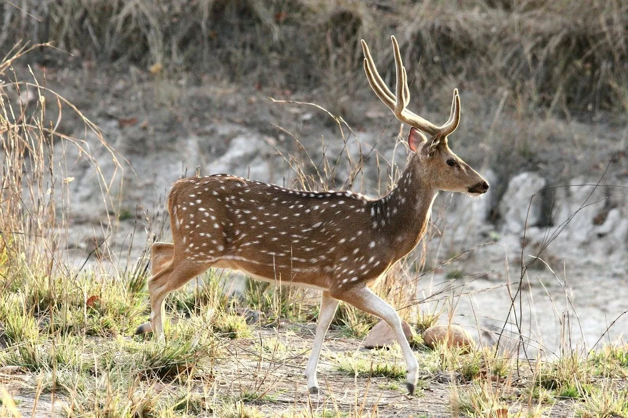 I Explored Pachmarhi Hill Station With My Feet