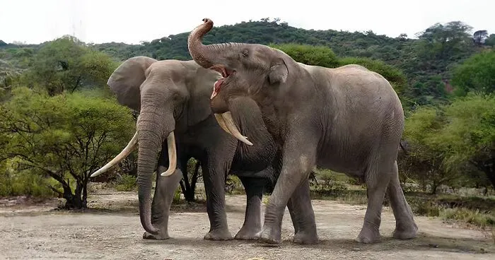 30 New Size Comparisons Of Extinct Species And Their Modern Relatives By Roman Uchytel
