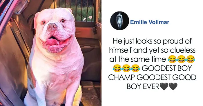 Heartwarming Story Of Dog Rescuing His Family From Fire