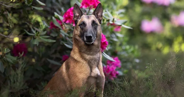 Through The Lens Of A Dog Lover: 15 Of My Favorite Photographs I Took