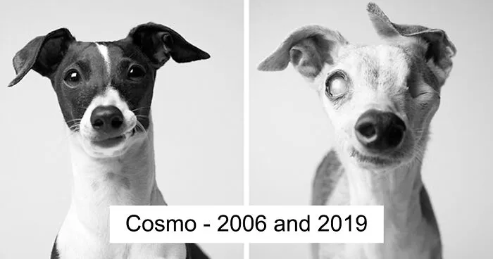 30 Heart-Melting Images Of Pups Growing Old Shown In This Comparison Project By Amanda Jones (New Pics)
