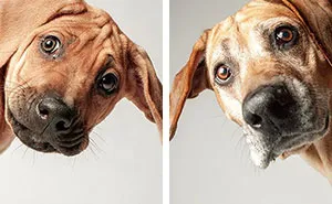30 Heart-Melting Images Of Pups Growing Old Shown In This Comparison Project By Amanda Jones (New Pics)
