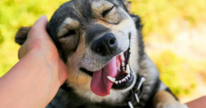 The Funniest Picture Of Pet