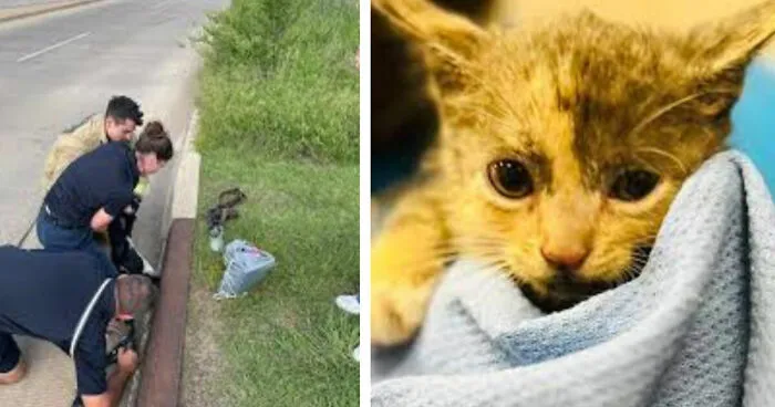 Brave Rescuers Save Adorable Kitten Trapped In Storm Drain